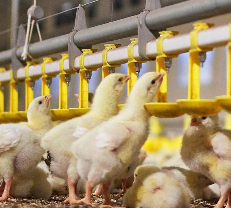 Longmu Poultry Equipment Co., Ltd.