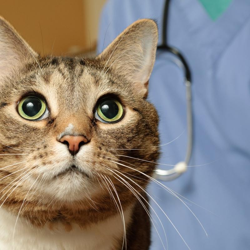 Moonlight Veterinary Center