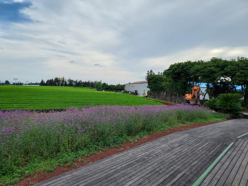Jeju Green Tea Clean Agricultural Corporation