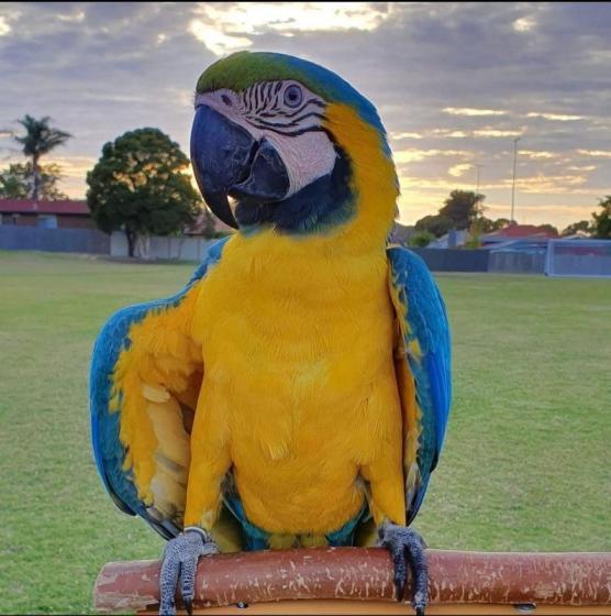 United Parrot Breeders Supplier Inc