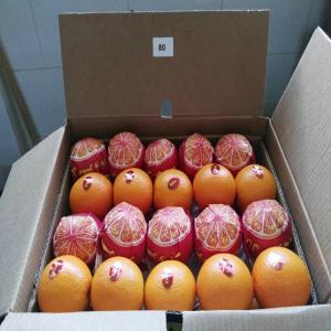 Wholesale Citrus Fruit: Navel Orange