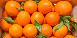 Wholesale Citrus Fruit: Navel Oranges