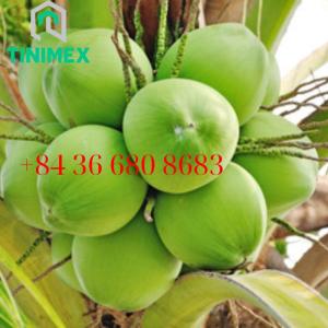 Wholesale Fruit: SUPPLIER XIEM GREEN FRESH COCONUT YOUNG FROM VIETNAM ( WhatsApp: 0084366808683)