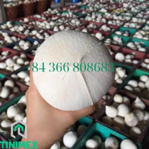 Wholesale Coconuts: SUPPLIER POLISHED FRESH COCONUT YOUNG FROM VIETNAM ( WhatsApp: 0084366808683)