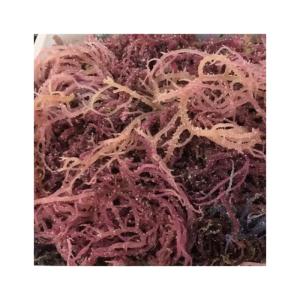 Wholesale mixed canned fruits: 100% Organic Sea Moss From Vietnam (Uri +84 764950518)