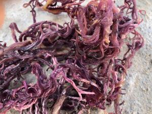 Wholesale irish: Price At Factory Irish Moss Seaweed From Ocean