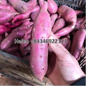 Wholesale Fresh Sweet Potatoes: Sweet Potato/ Japanese Sweet Potato From Vietnam Helen +84346922313