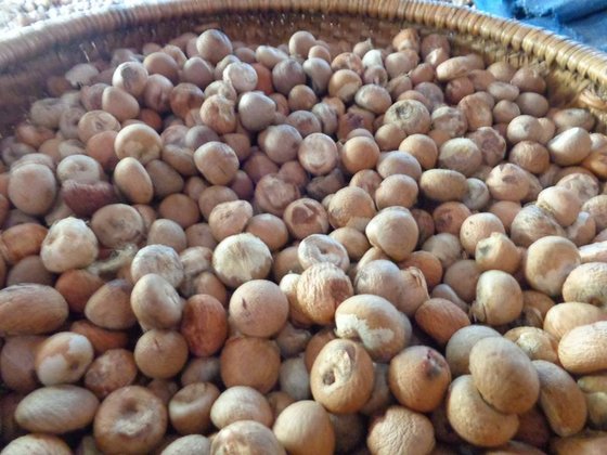 Dried Betel Nut(id:9754496) Product details - View Dried Betel Nut from ...