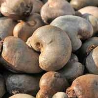 Wholesale edible oil: Cashew Nuts