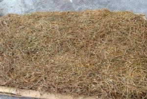 Wholesale indonesia supplier: Dried Taro Leaves