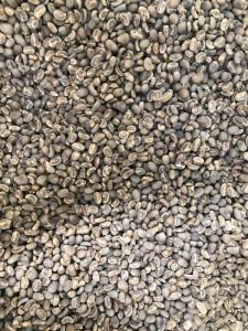 Wholesale Coffee Beans: Arabica DP Grade 1 Mandhailing