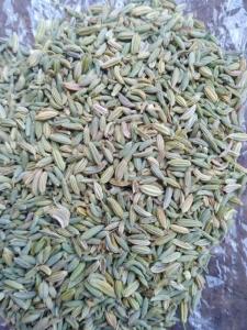 Wholesale herbs spice: Fennel