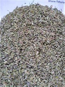 Wholesale Spices & Herbs: Thyme