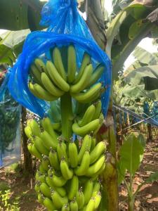 Wholesale Fruit: High Quality Fresh Cavendish Banana From Vietnam
