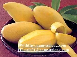 Wholesale Mango: Fresh Mango Fruit