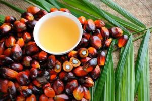 Wholesale oil: Palm Oil