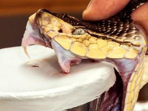 Wholesale diagnostic: Snake Venom