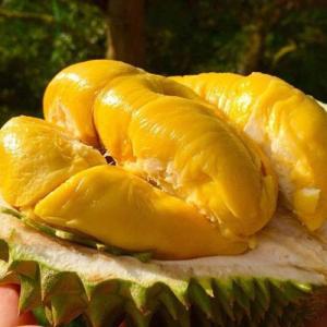 Wholesale ltd.: Viet Nam Fresh RI6 Durian with Sweet and Butter Yellow Dry Flesh. AMIGEN Co.,Ltd