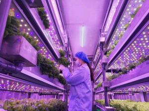 Wholesale container freight: Urban Farm Hydroponic Vegetable System in Freight Container Wholesale container freight: Urban Farm Hydroponic Vegetable System in Freight Container