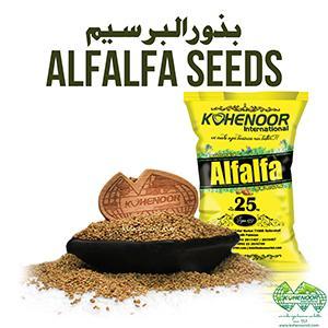 Wholesale we supply the quality: Premium Alfalfa Seeds for High-Yield Animal Feed