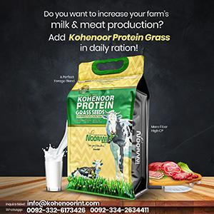 Wholesale feed additives: Protein Grass Seed - Boost Milk & Meat Production with Kohenoor