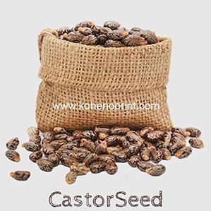 Wholesale Oil Seeds: Premium Castor Seed