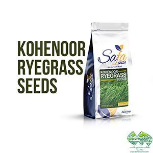 Wholesale industrial staple: Kohenoor Ryegrass Seed - Boost Forage Quality and Milk Production
