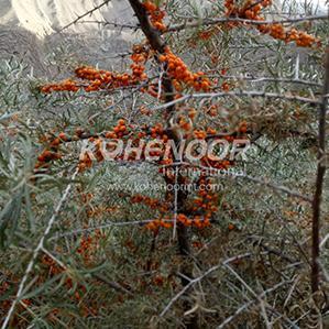 Wholesale collecter: Sea Buckthorn Berries - Premium Quality, Direct From Wild Farms