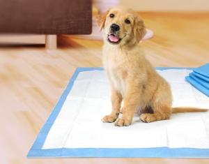 Wholesale toilet: Disposable PET Training Pad Dog Potty Toilet Training Indoor Tray Pad PET Mat