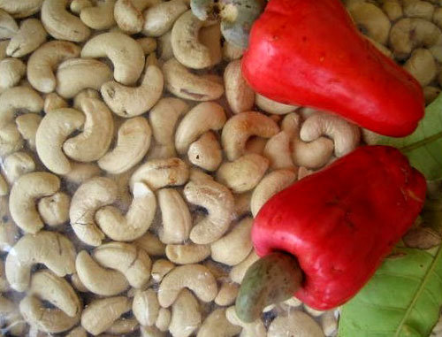 price of raw cashew nuts in africa