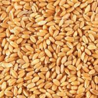 Sell wheat grains