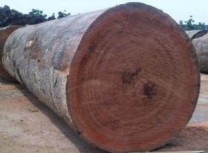 Wholesale Timber: Timber (Pine Logs)