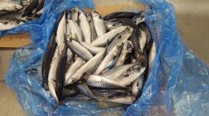 Wholesale seafood: Pacific Mackerel
