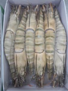 Wholesale black tiger shrimps: HOSO Black Tiger Shrimp Vietnam