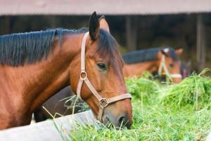 Wholesale Animal Feed: Alfalfa Hay for Horses