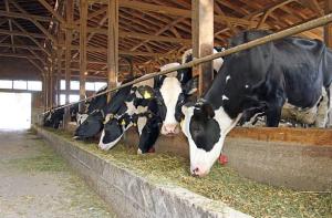 Wholesale top quality: Alfalfa Hay for Cows