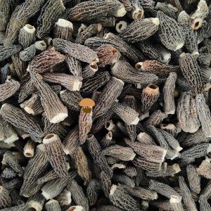 Wholesale dried mushroom: Dehydrated Dried Morels Mushroom Morchella Esculenta Conica