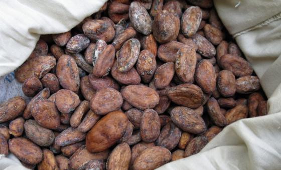 Sell  Cocoa Beans Sell 
