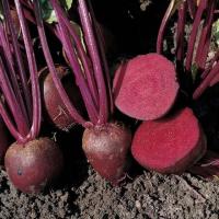 Sell Beetroot sell