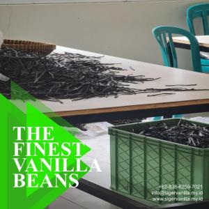 Wholesale vanilla beans: Planifolia Vanilla Beans