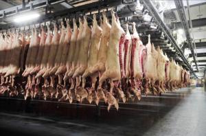 Wholesale eec: High Quality Pork/Pig Slaughterhouse in the Netherlands