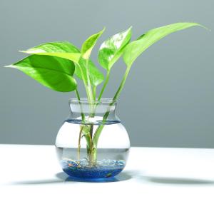 Wholesale wedding gift: Modern Colored Hydroponic Plants Glass Vase Micro-Landscape Ecolo Glass Egg Shaped Terrariums