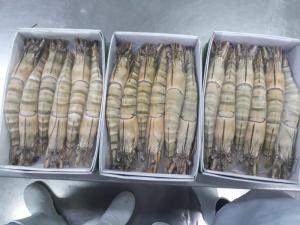 Wholesale black tiger shrimps: Black Tiger Shrimp HOSO