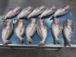 Wholesale Fish: Pangasius Butterfly