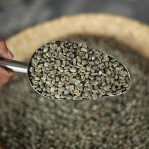 Wholesale arabica coffee beans: Sumatra Gayo Coffee Beans - Arabica Grade 1