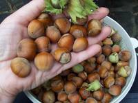 Hazelnuts From Turkey Best Price