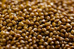 Wholesale flax seeds: Millet