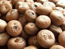 Wholesale factory: Betel Nuts