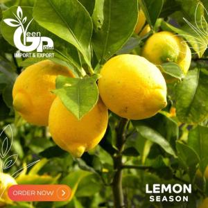 Wholesale lemon lime: Fresh Lemon