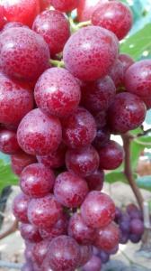 Wholesale plastic netting: Fresh Grapes